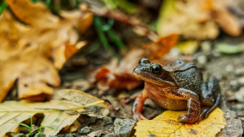 eine Kröte im Herbstlaub